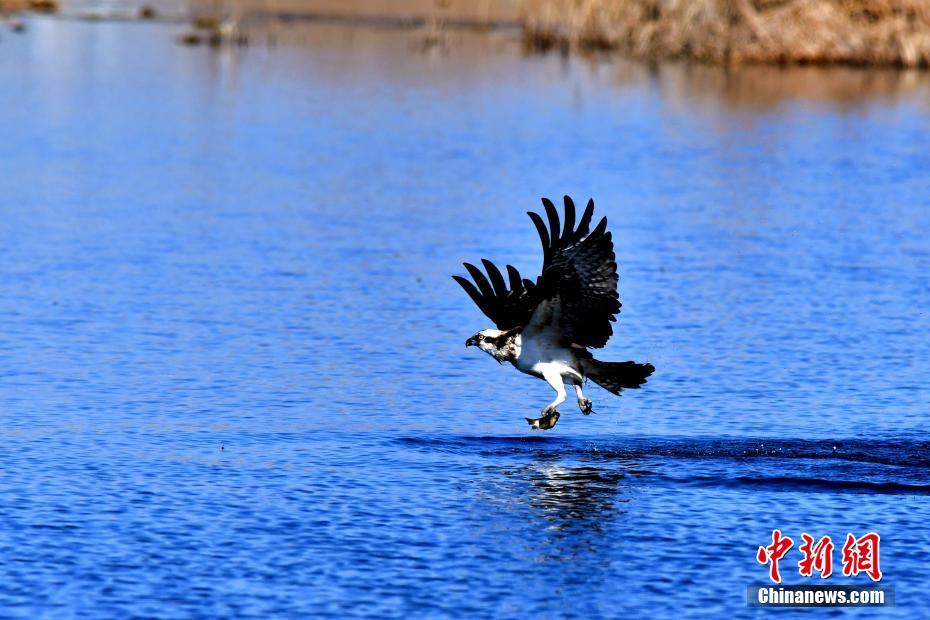 生態環境改善した中国最大の塩湖　多くの保護動物が越冬に訪れる　青海省