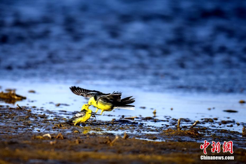 生態環境改善した中国最大の塩湖　多くの保護動物が越冬に訪れる　青海省