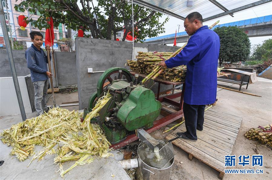 浙江省の村に漂う甘い香り　黒砂糖生産が繁忙期に突入