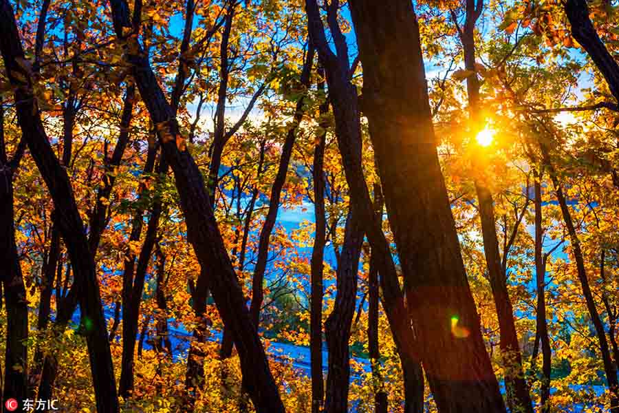 秋の色広がる　黒竜江省の烏蘇里江国家森林公園 