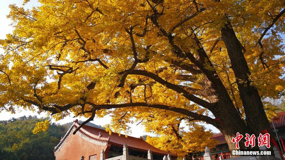 秋深まり黄金色に染まる葉　樹齢2千年超える巨大なイチョウの木　河南省