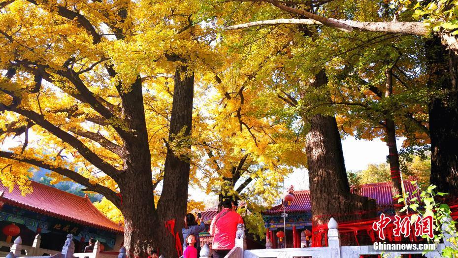 秋深まり黄金色に染まる葉　樹齢2千年超える巨大なイチョウの木　河南省