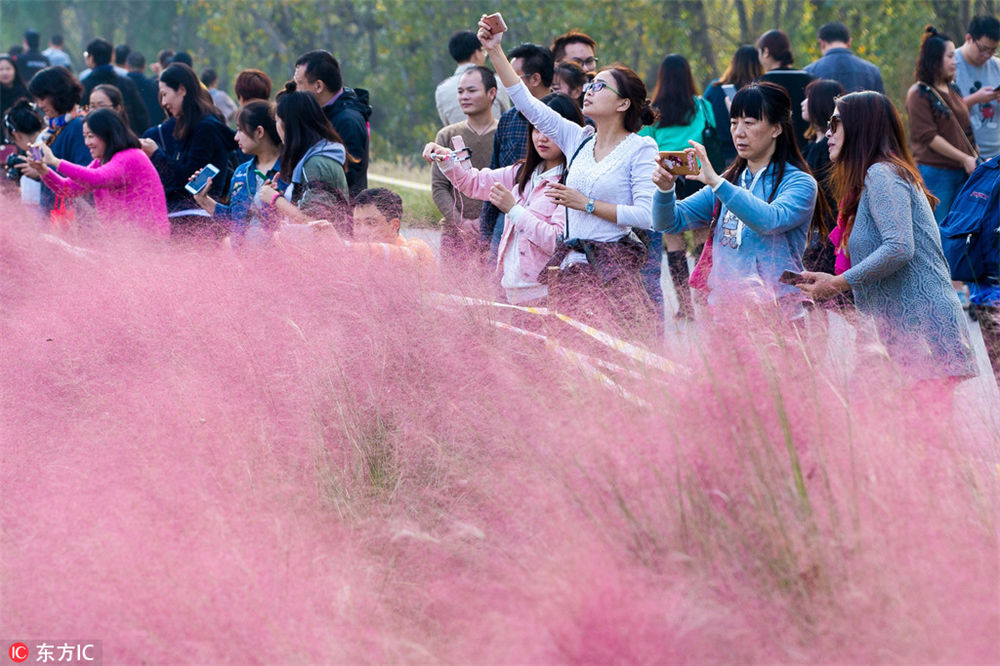 南京の堤防に美しいピンクの花の海が出現
