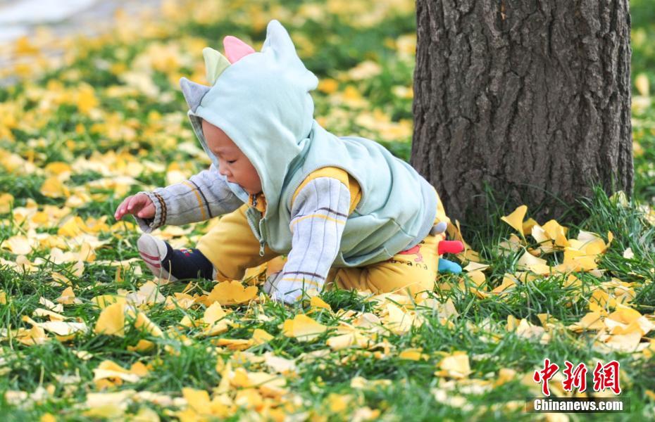 瀋陽農業大学のイチョウが黄金色に色づく　趣ある秋の雰囲気に