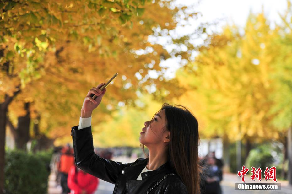 瀋陽農業大学のイチョウが黄金色に色づく　趣ある秋の雰囲気に
