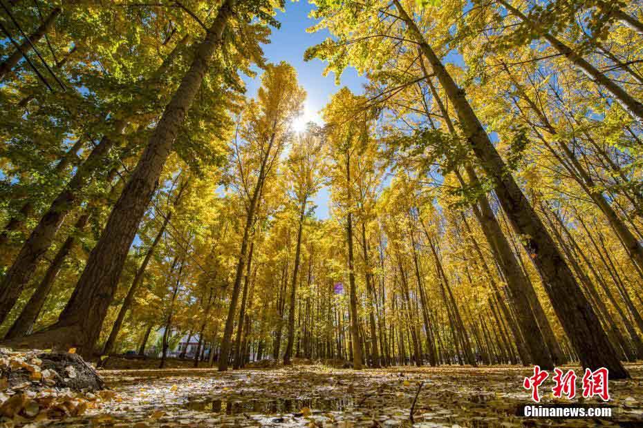 高原のチベットにも秋の色　随所に黄金色の木々