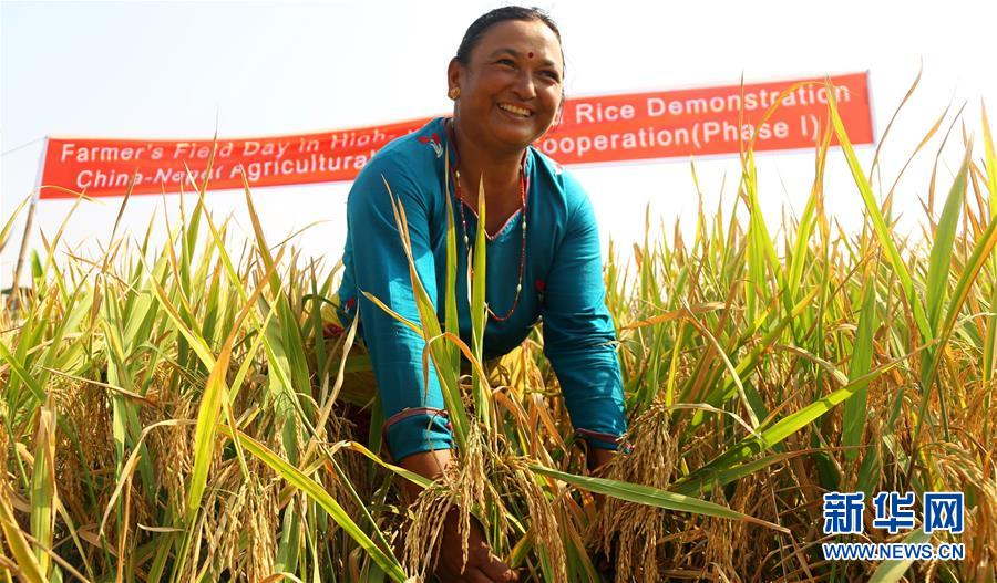 中国のハイブリッド稲がネパールの農家に恵み