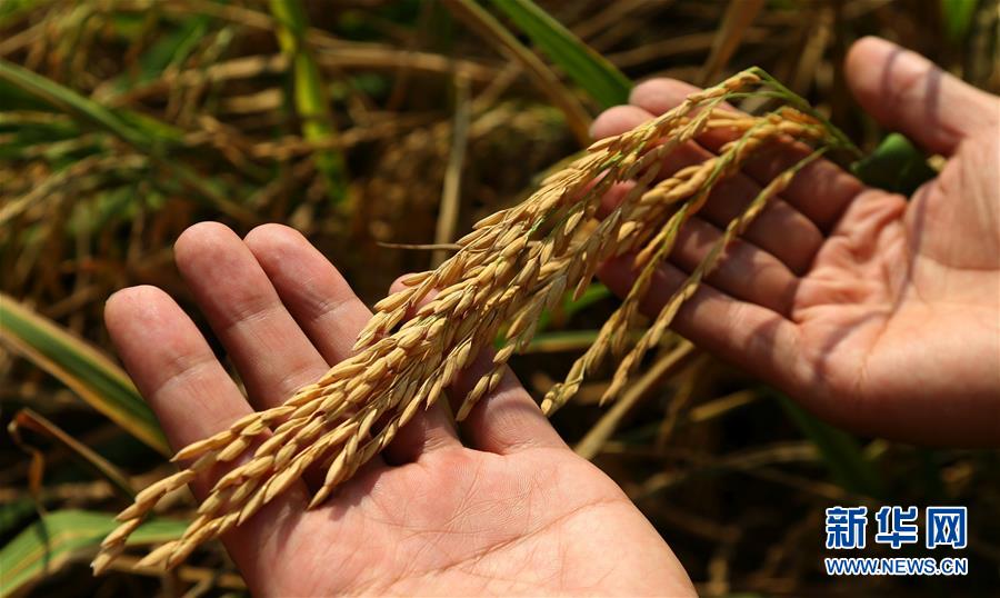 中国のハイブリッド稲がネパールの農家に恵み