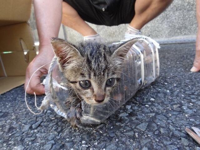 自作のペットボトルバケツで排水溝の奥に落下した子猫を救出　日本