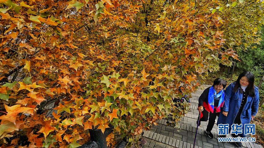 紅葉に彩られた美しい景色広がる八達嶺長城　