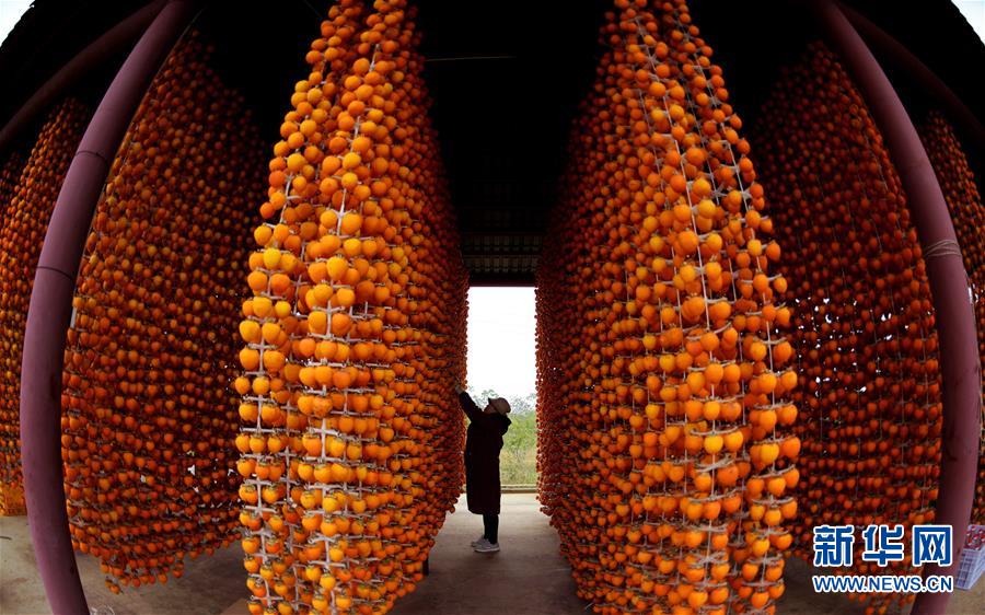 実りの秋を迎えた陝西省の「柿の里」　干し柿作りに勤しむ村人たち