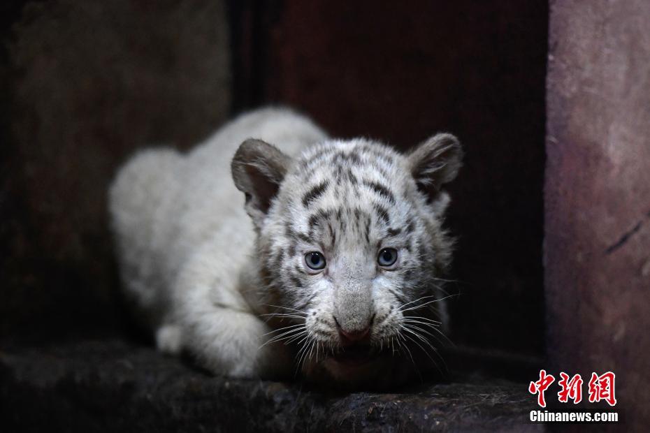 雲南野生動物園のホワイトタイガーが六つ子出産し、記録更新