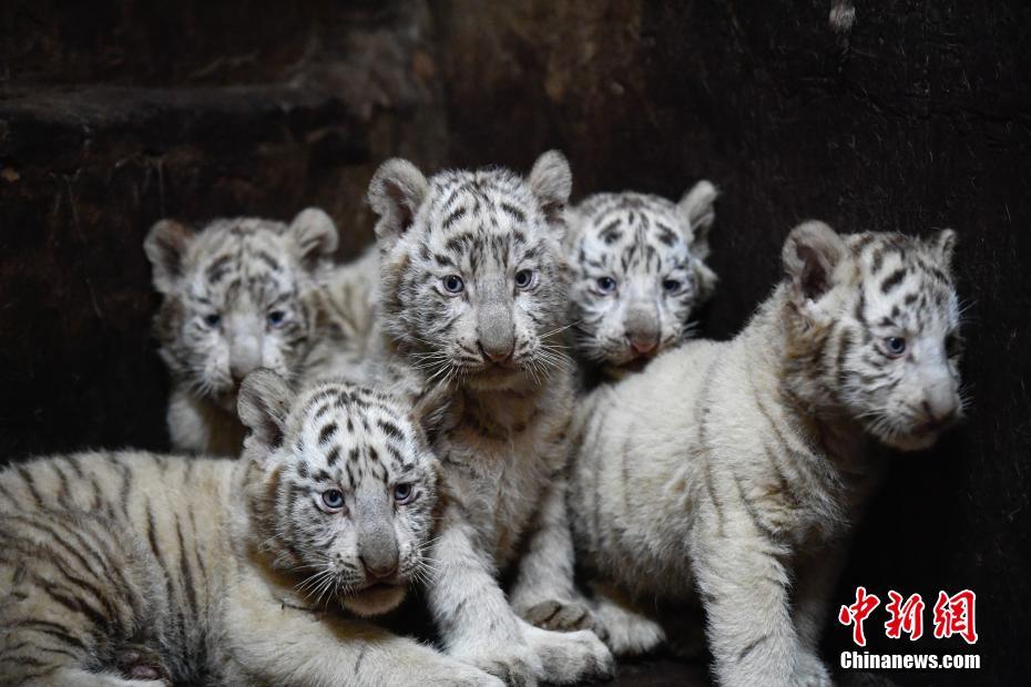 雲南野生動物園のホワイトタイガーが六つ子出産し、記録更新
