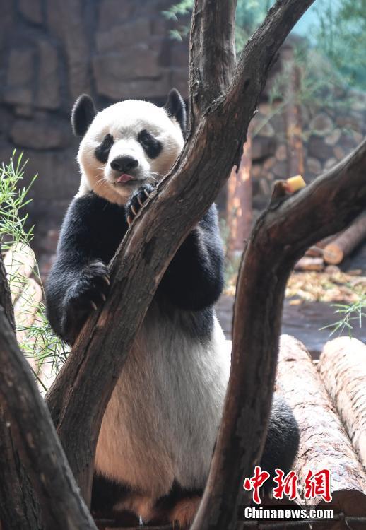 山東省の動物園に新メンバー　成都出身のパンダ2頭が一般公開へ
