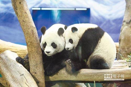 木を保護するための電線にパンダが誤って接触　台湾地区