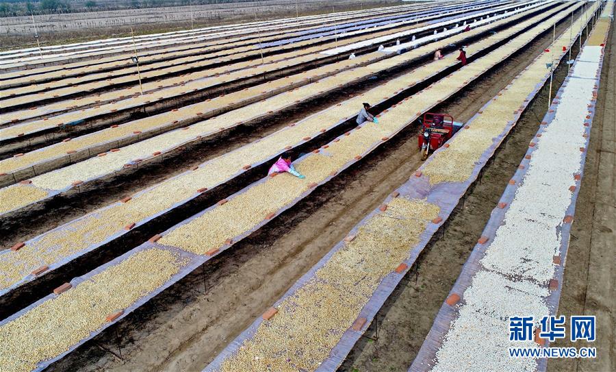 河北省楽亭県の260平方キロメートルの養殖所でホタテ豊作