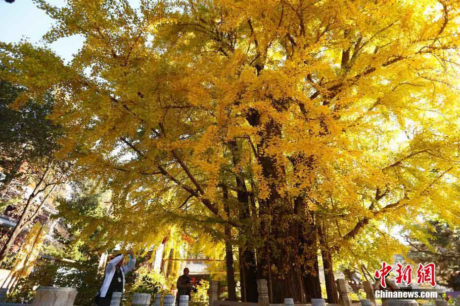北京の寺院でイチョウ鑑賞イベント開催　黄金色にきらめくイチョウの木