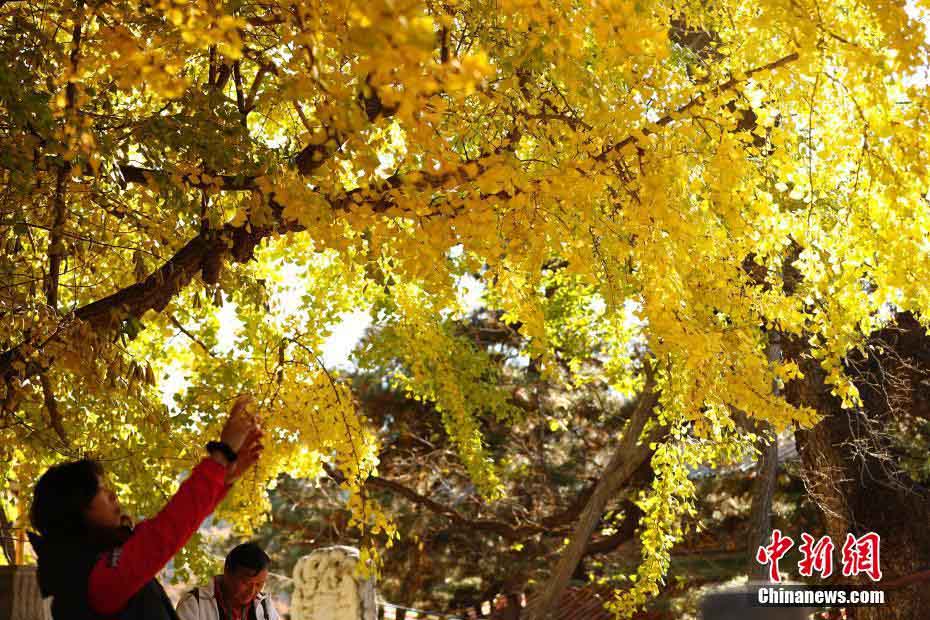 北京の寺院でイチョウ鑑賞イベント開催　黄金色にきらめくイチョウの木