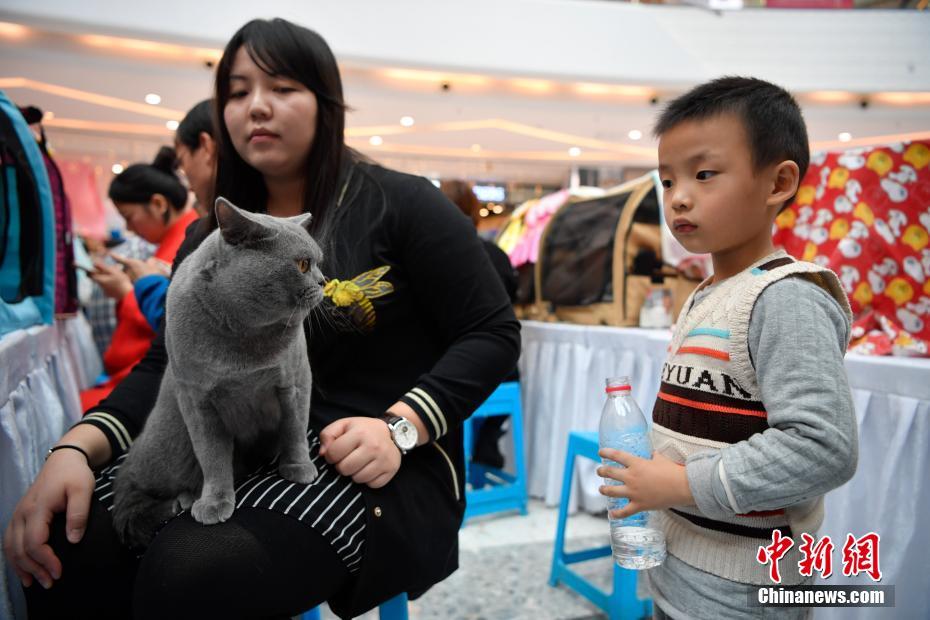 雲南初のCFAキャットショー開催　愛くるしいネコが勢ぞろい