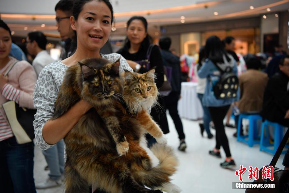 雲南初のCFAキャットショー開催　愛くるしいネコが勢ぞろい