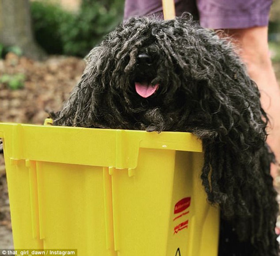 コモンドール犬がハロウィンイベントでモップに変身　米国