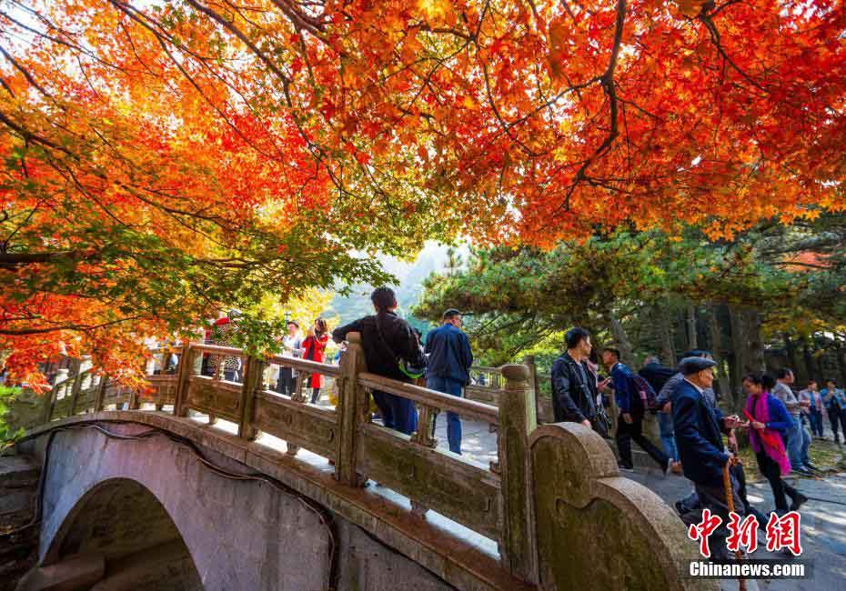 晩秋の廬山、真っ赤に色づく紅葉が一面に　江西省