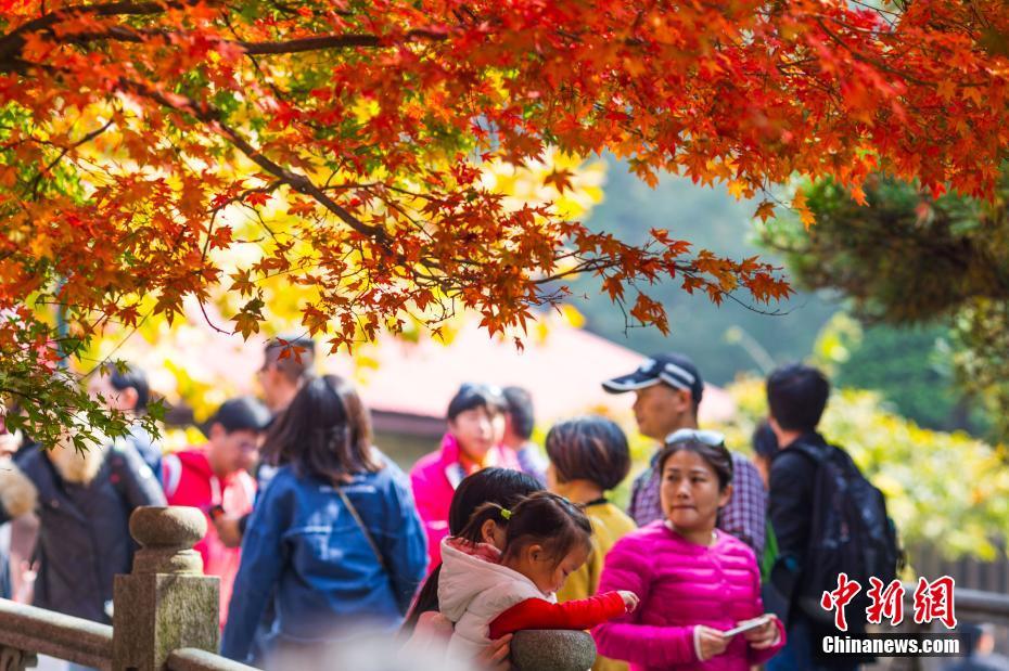晩秋の廬山、真っ赤に色づく紅葉が一面に　江西省