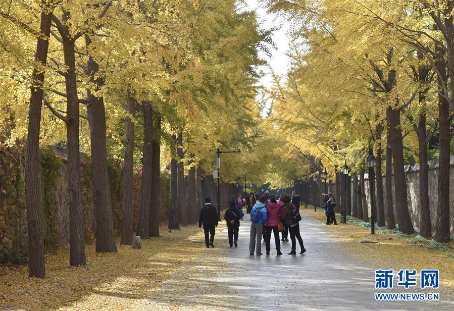 円明園のイチョウ並木、見頃を迎える　北京市