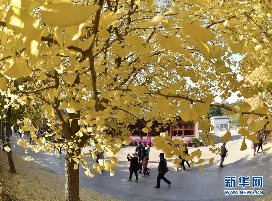 円明園のイチョウ並木、見頃を迎える　北京市