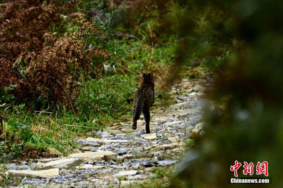希少動物のヤマネコの資料映像の撮影成功　湖北省自然保護区