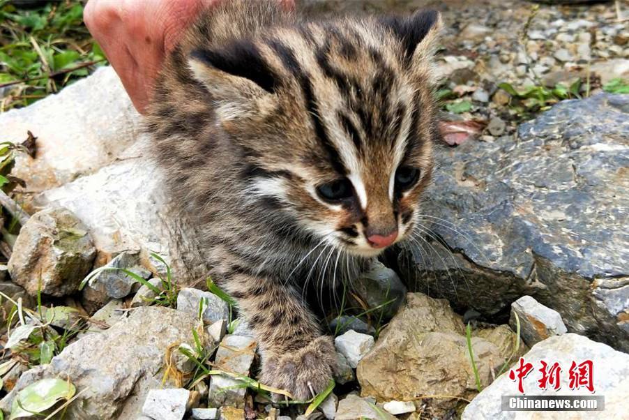 希少動物のヤマネコの資料映像の撮影成功　湖北省自然保護区