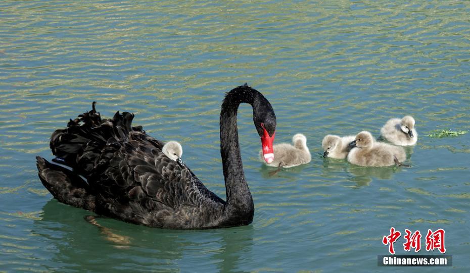 ひな鳥を「おんぶ」しながら湖に浮かぶコクチョウ　新疆
