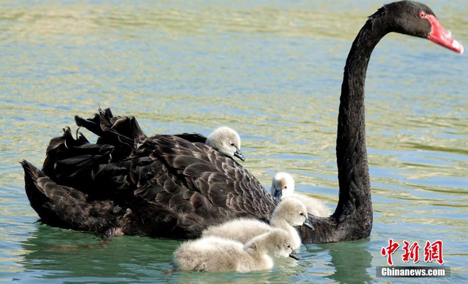 ひな鳥を「おんぶ」しながら湖に浮かぶコクチョウ　新疆
