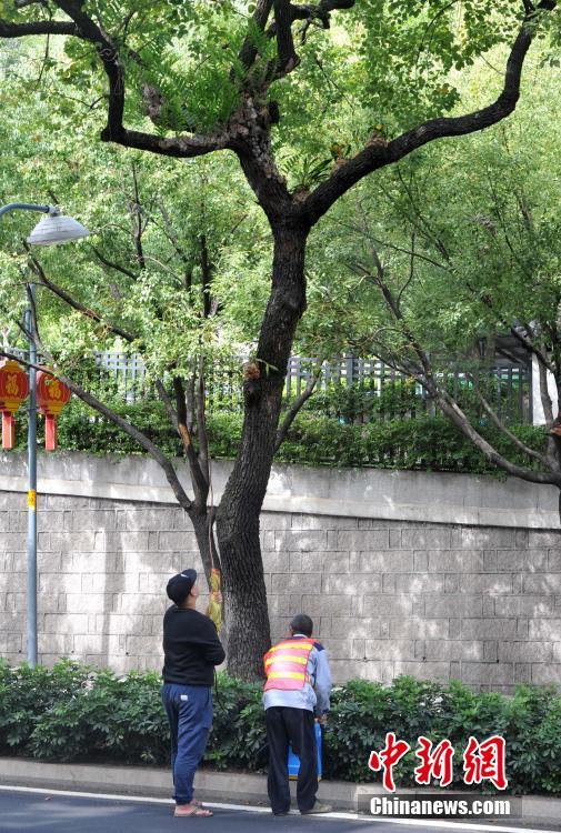 幹線道路の街路樹に着生ランの試験的植え付け　福建省
