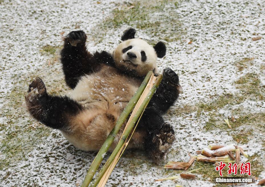 長春で初雪観測　嬉しそうに雪遊びをするパンダの「夢夢」