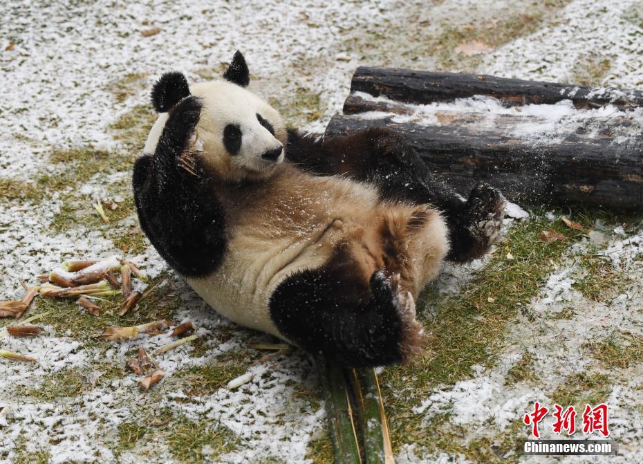 長春で初雪観測　嬉しそうに雪遊びをするパンダの「夢夢」