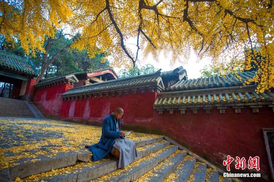 秋の美しさにあふれた寺院　イチョウの葉が敷き詰められた少林寺　河南省