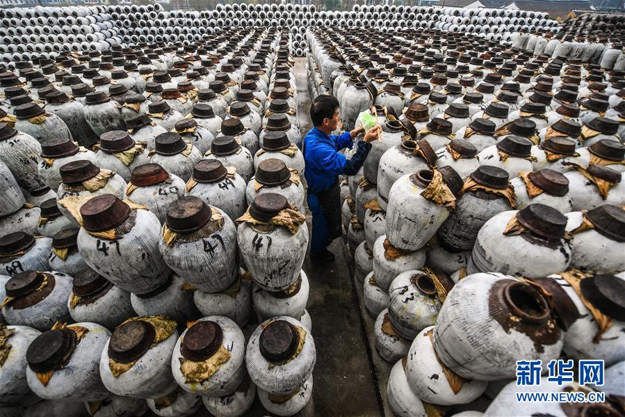紹興酒の里で立冬に行われる冬の醸造作業　浙江省