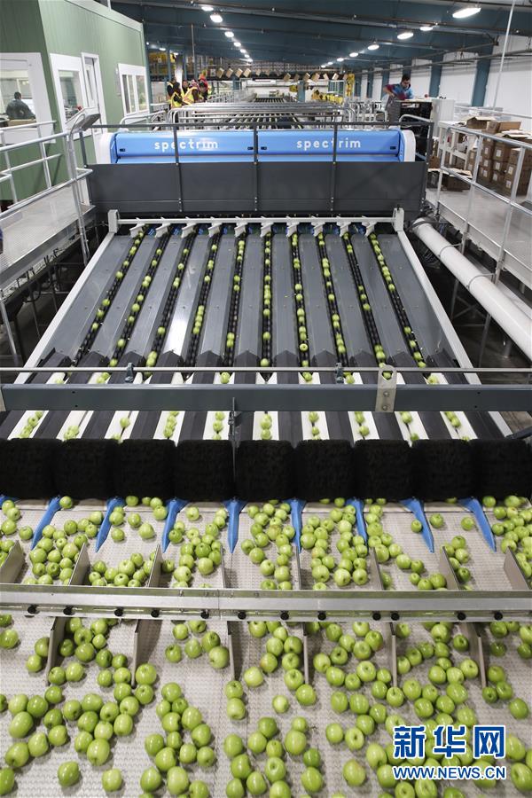 米ワシントン州ワナッチー郊外にあるオーウェルの加工工場包装ラインの上で大きさによって自動的に仕分けされるリンゴ（11月3日、撮影・王迎）。
