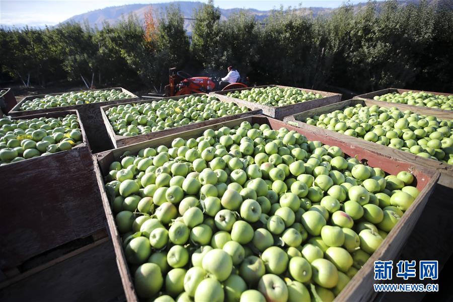 米国の「リンゴの都」が天猫と提携し、中国市場を開拓