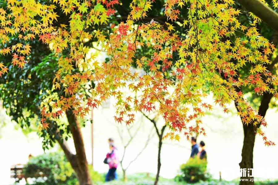 西湖景勝区、木々が色彩豊かな秋色に色づく　杭州市