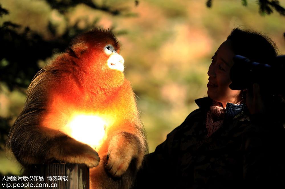 日光浴楽しむ神農架の可愛いキンシコウたち　湖北省