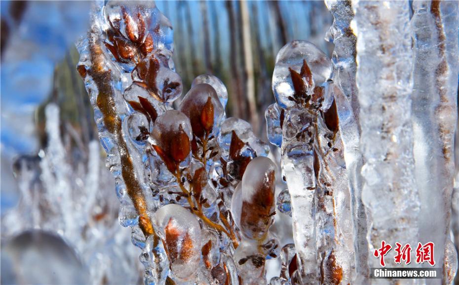 寒波到来で「水晶の衣」まとい、きらめく木々　甘粛省