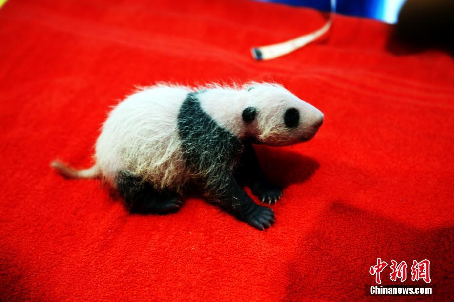 マレーシア生まれのパンダ「暖暖」が中国に帰国し、隔離検疫生活へ