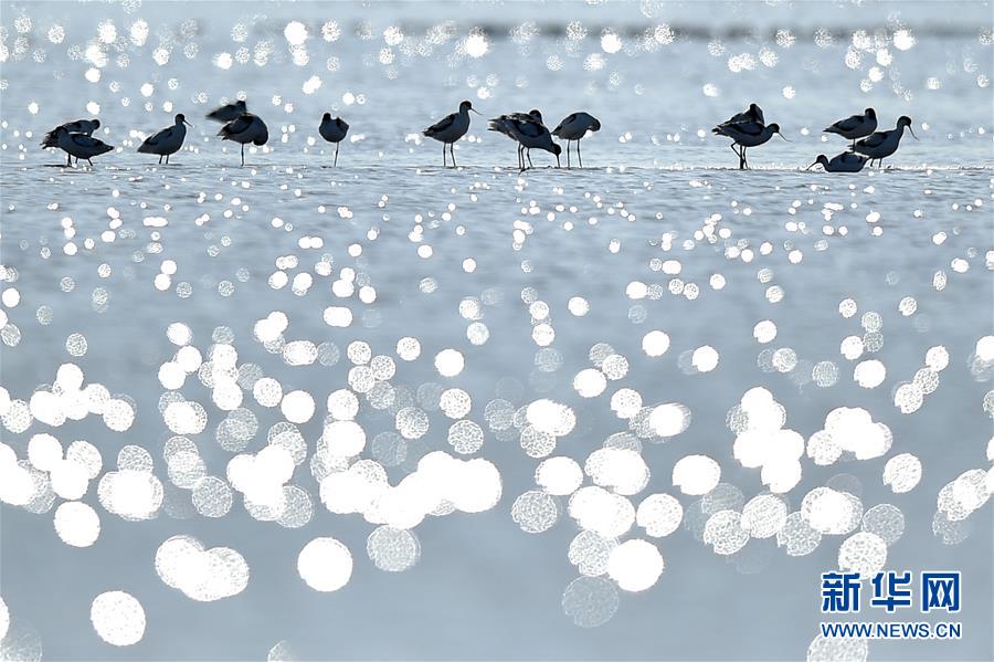 北大港湿地、渡り鳥の群れ来訪　天津市