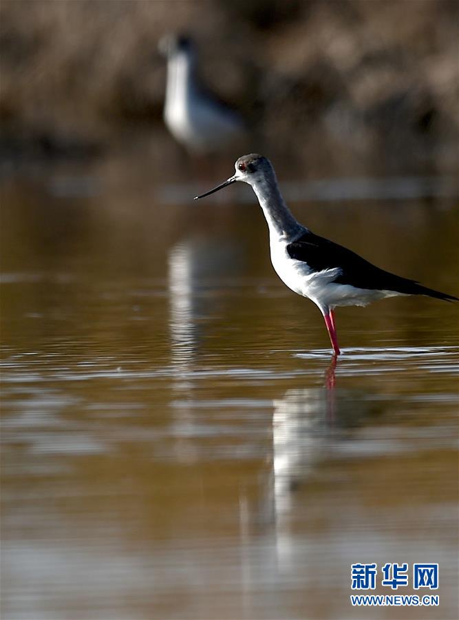 北大港湿地、渡り鳥の群れ来訪　天津市