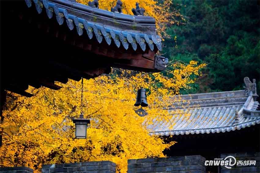 「神様目線」で古観音禅寺の美しいイチョウの大木をドローン撮影　西安市