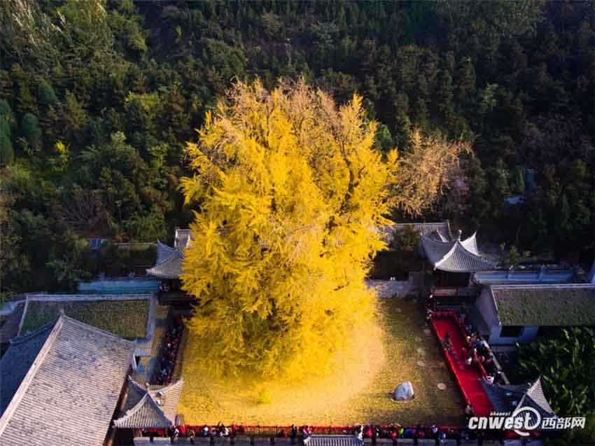 「神様目線」で古観音禅寺の美しいイチョウの大木をドローン撮影　西安市