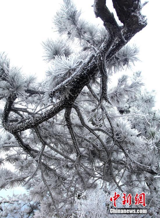 寒波で廬山に美しい樹氷現る　江西省