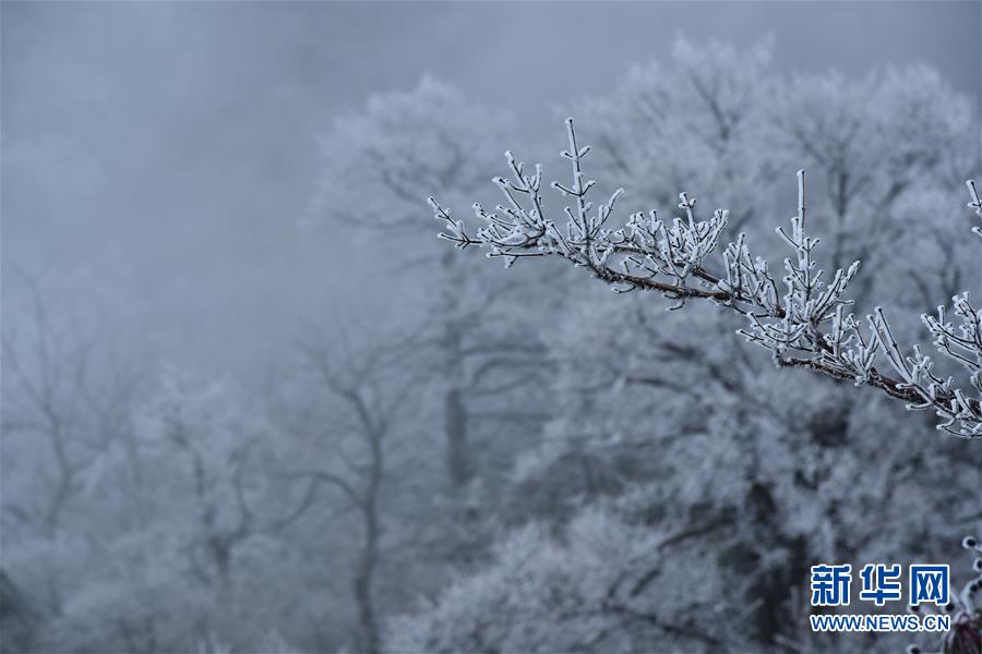 絵画のような美しい雪景色　樹氷で飾られた張家界の山